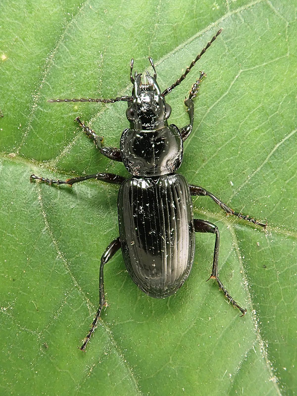 Carabidae: Pterostichus ? S, Pterostichus aterrimus